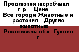 Продаются жеребчики 14,15 16 г.р  › Цена ­ 177 000 - Все города Животные и растения » Другие животные   . Ростовская обл.,Гуково г.
